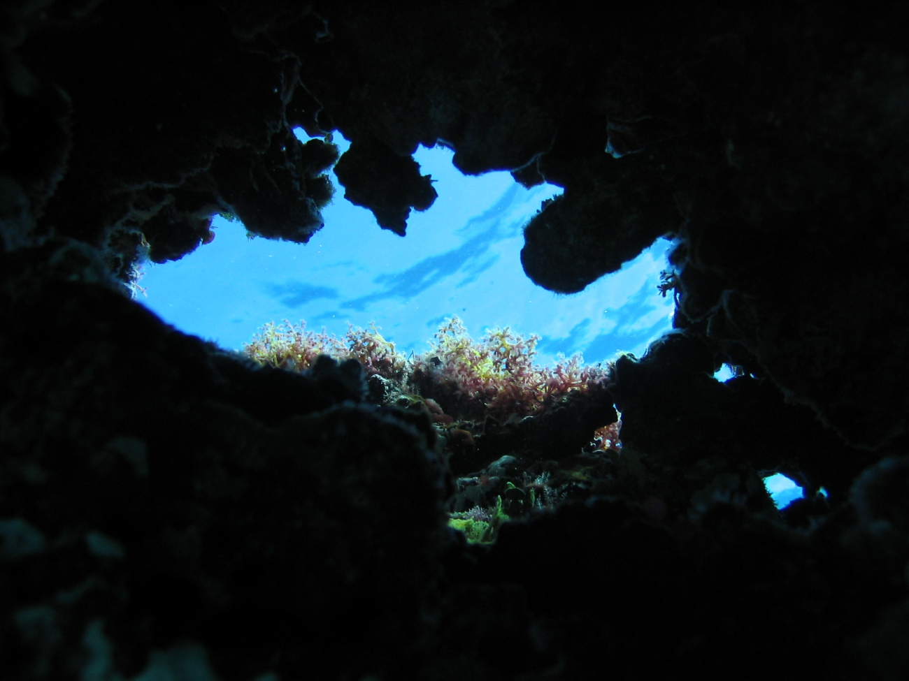 View towards surface from below large coral growths