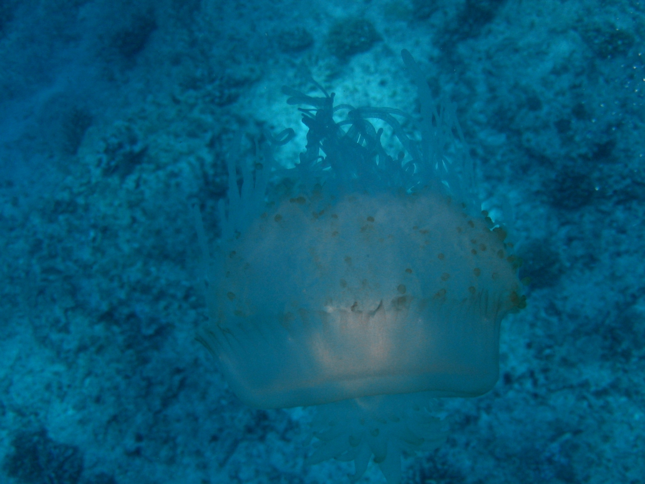 Jellyfish, a cnidarian