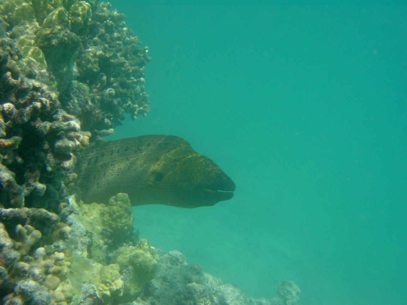 Large moray eel (Gymnothorax sp