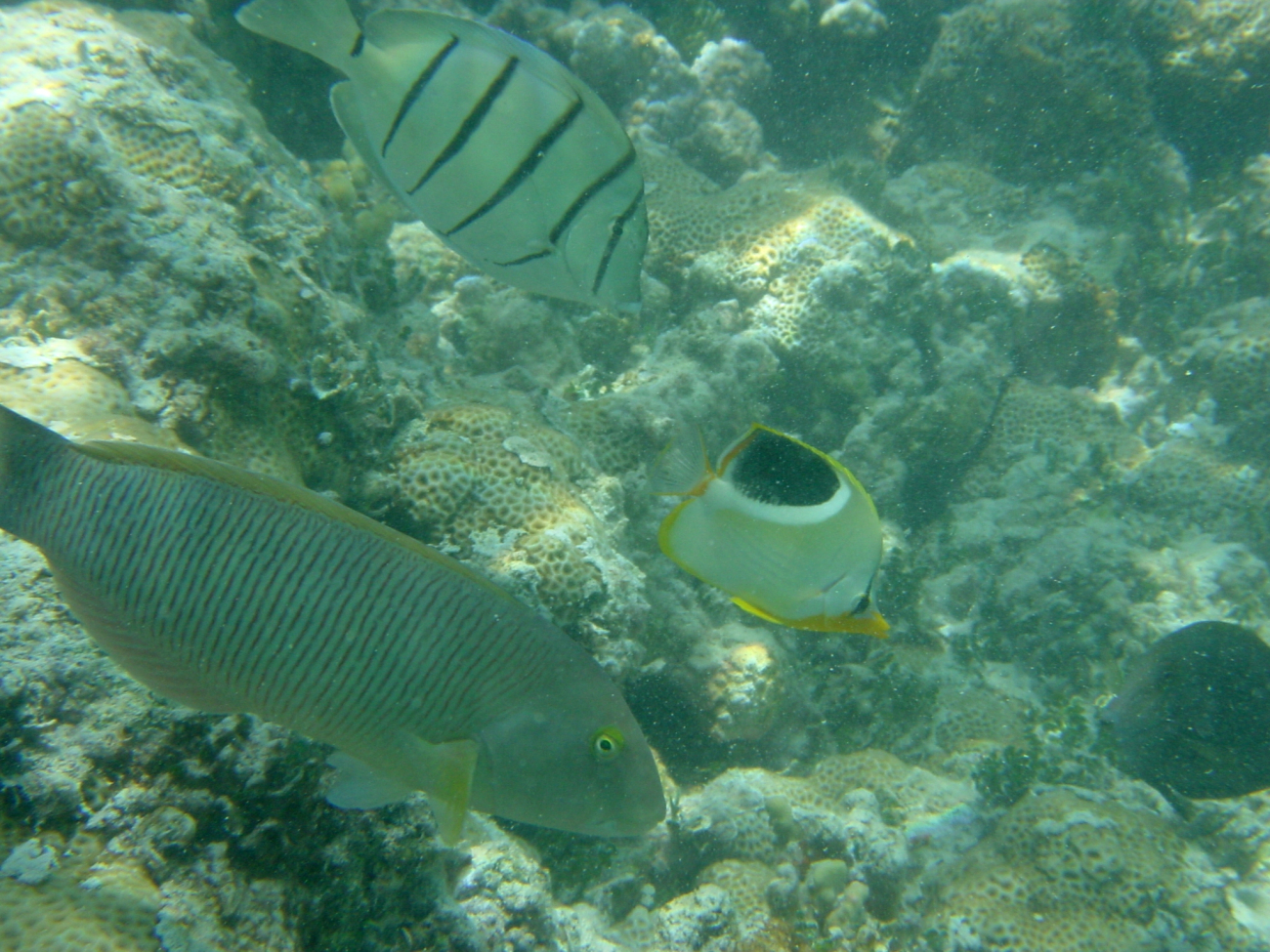 Convict tang (Acanthurus triostegus) at top, saddleback butterfly fish(Chaetodon ephippium) in middle, and old woman wrasse (Thalassoma ballieui)on bottom left