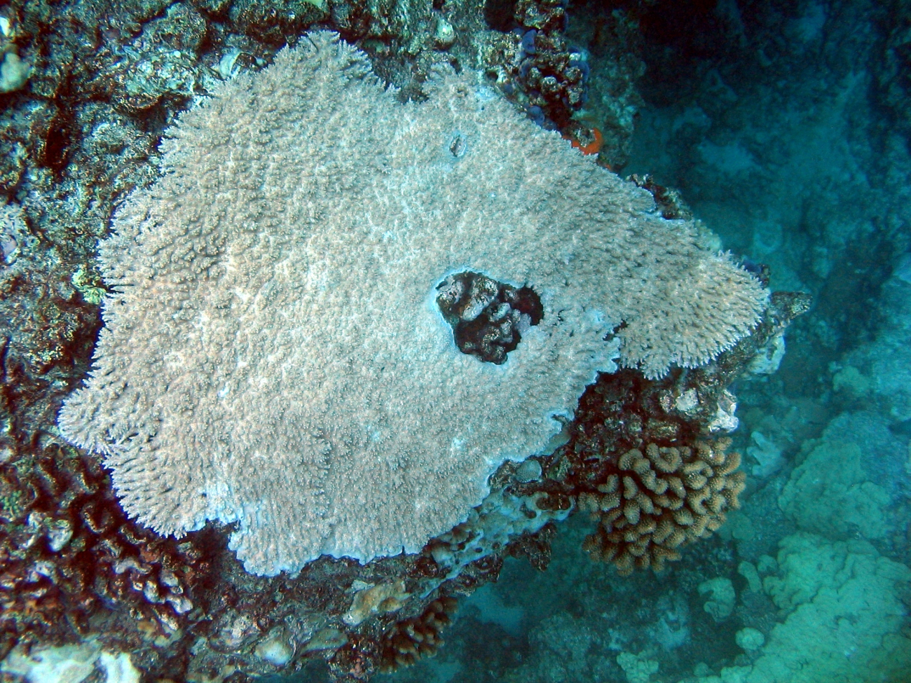 Acropora table coral (Acropora cytherea)