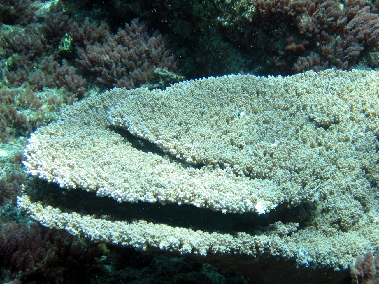 Acropora table coral (Acropora cytherea)