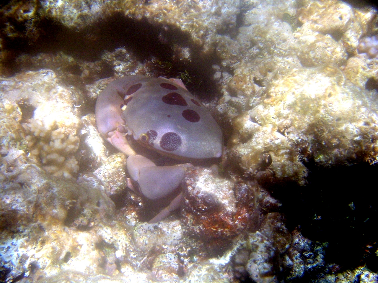 A purple crab, called a seven-eleven crab, (Carpilius maculatus)