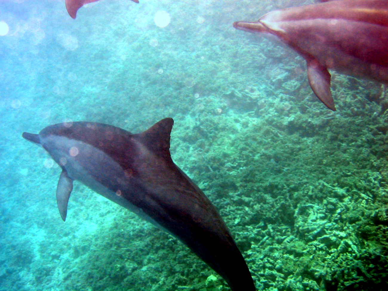 Spinner dolphins (Stenella longirostris) as seen while being towed duringdebris operations