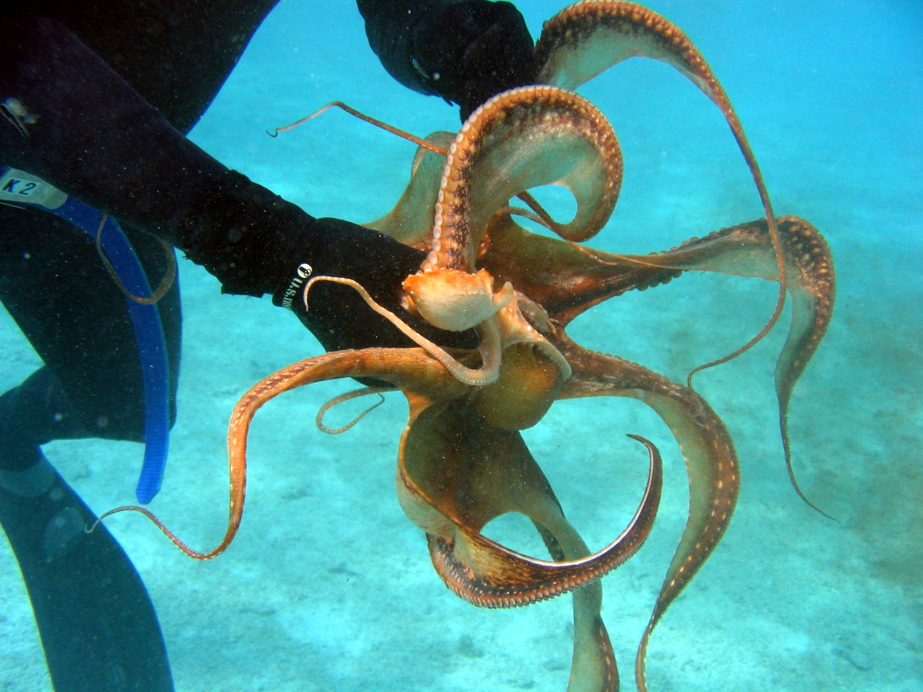 An ornate octopus (Octopus ornatus)