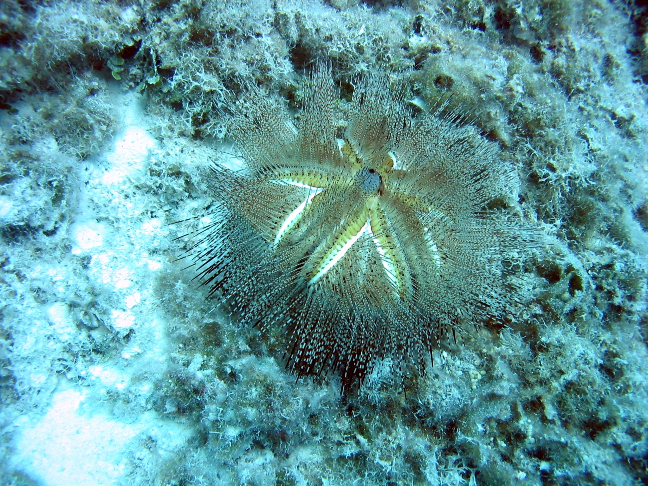A blue-spotted urchin (Astropyga radiata)