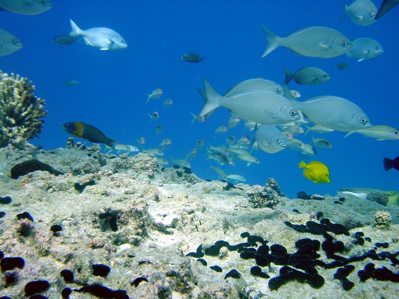 Reef scene with chubs (Kyphosus bigibbus) in foreground