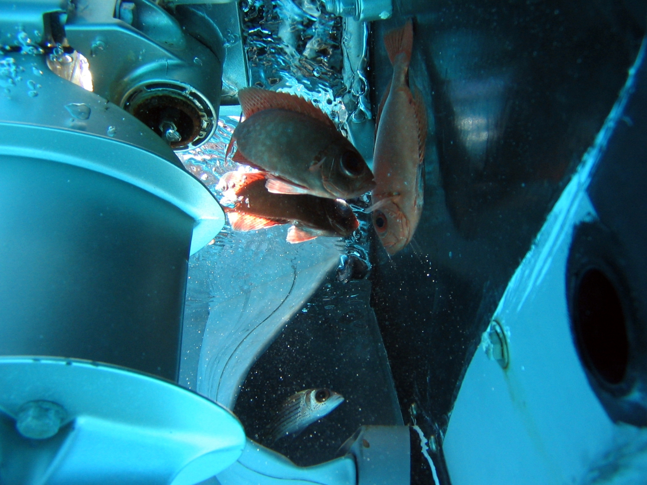 Bigeye on top and squirrelfish on bottom inspecting zodiac outboard engineduring debris cleaning operation