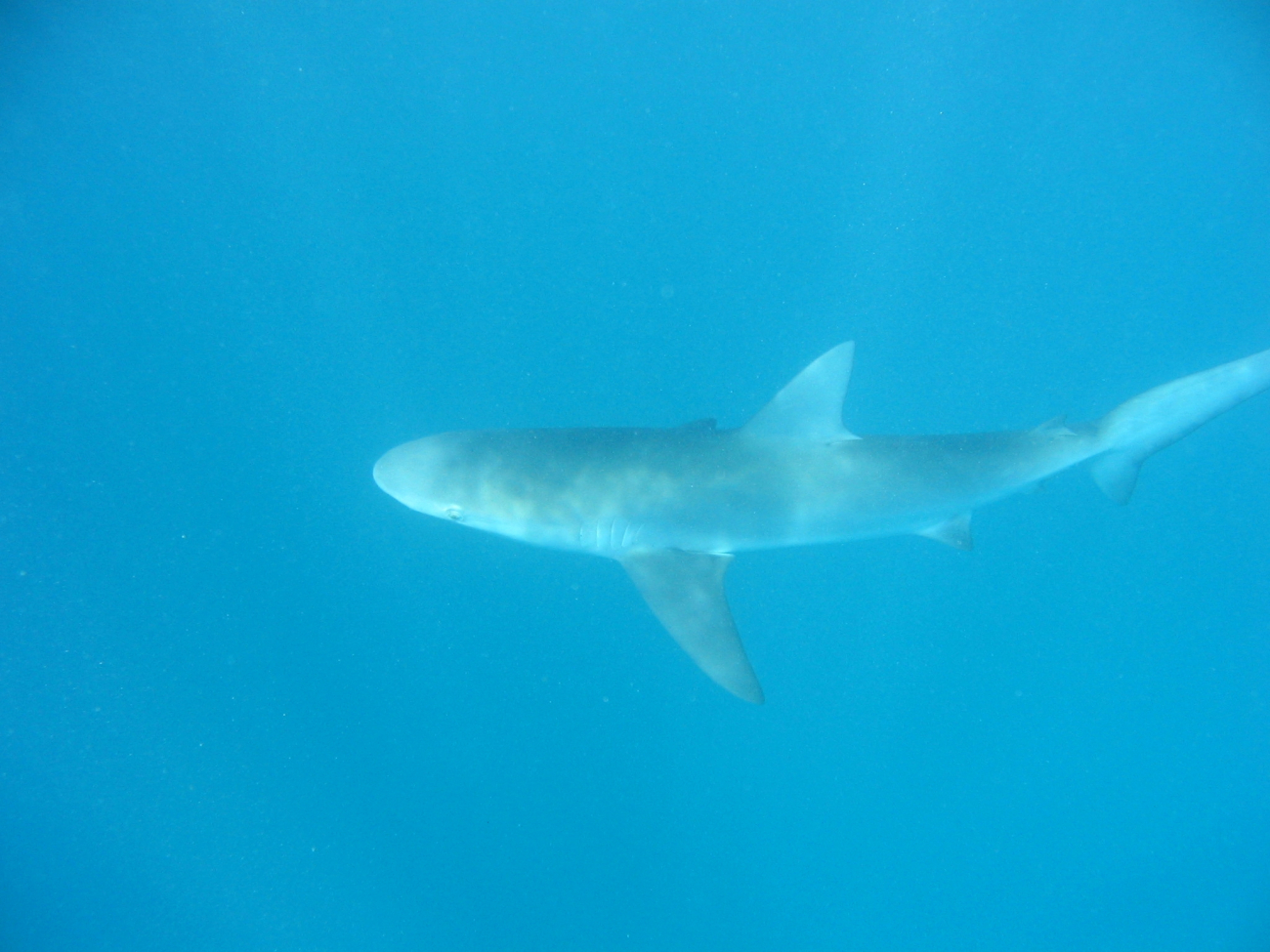 Gray reef shark (Carcharinus amblyrhynos)