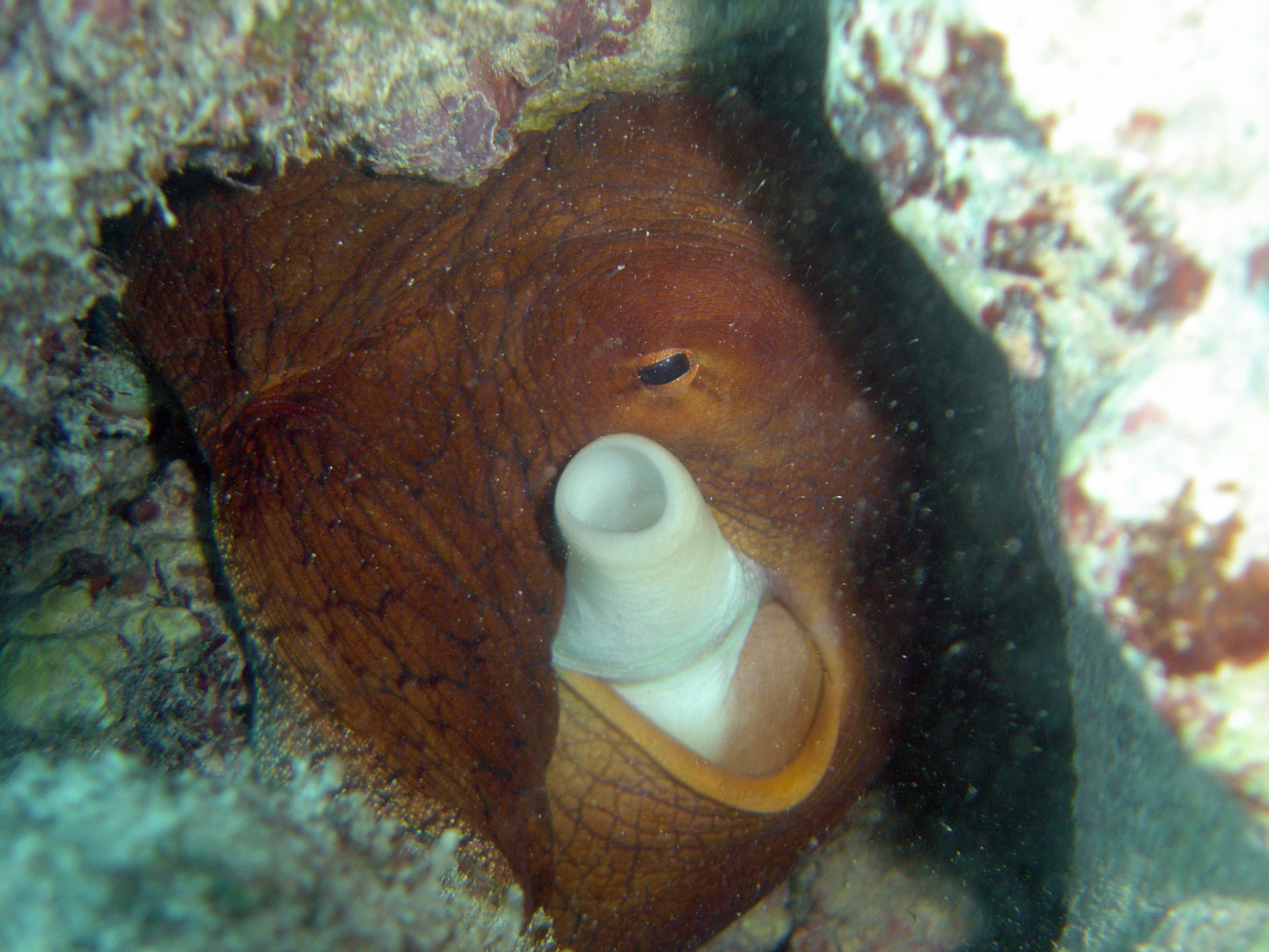 A large red octopus