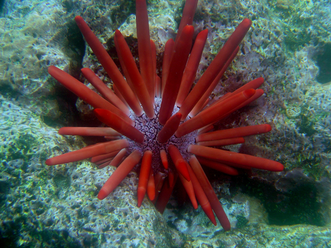 Sea urchin (Heterocentrotus trigonarius)