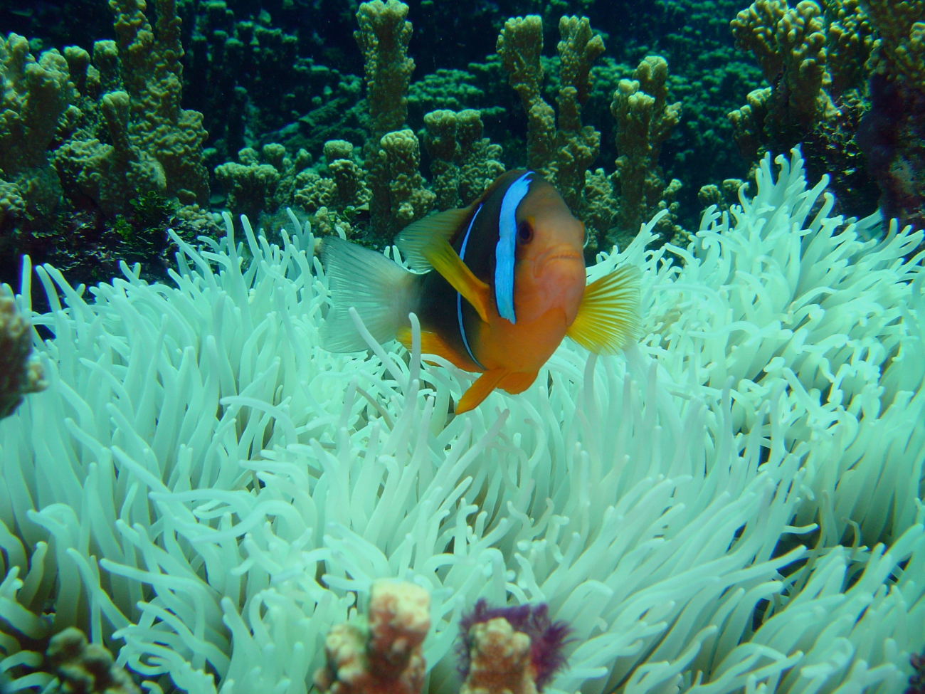 Sea anemone with orange-fin anemonefish (Amphiprion chrysopterus)