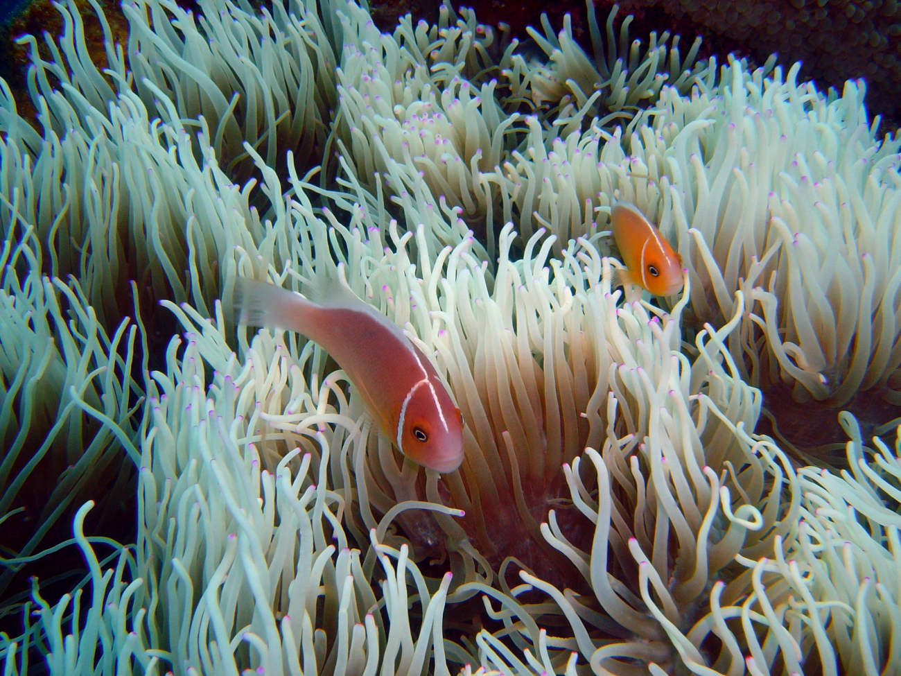 Sea anemone with pink anemonefishes (Amphiprion perideraion