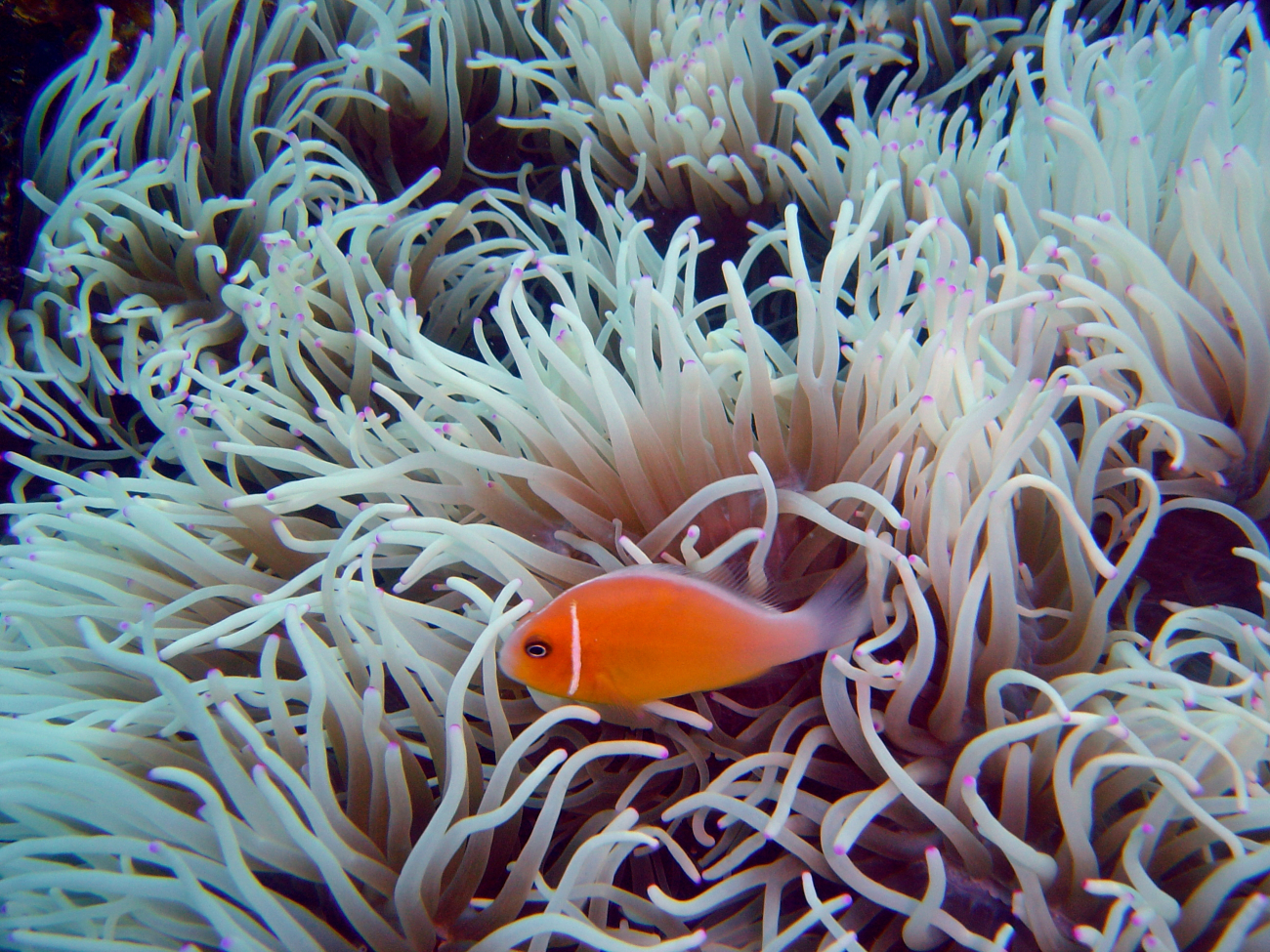 Sea anemone with pink anemonefish (Amphiprion perideraion