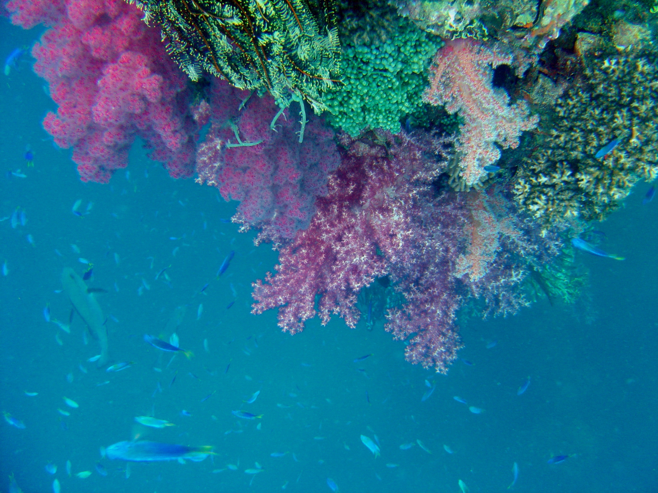 Coral growth and fish on mast of Shinkoku Maru