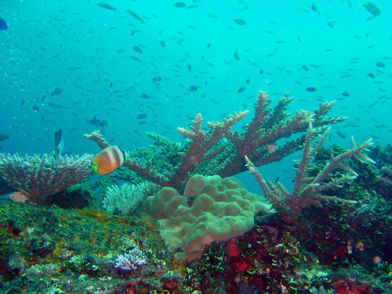 Coral growth on the Fujikawa Maru