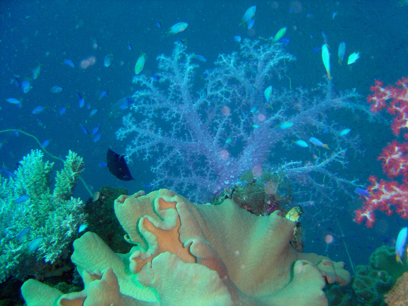 Coral growth on the Fujisan Maru