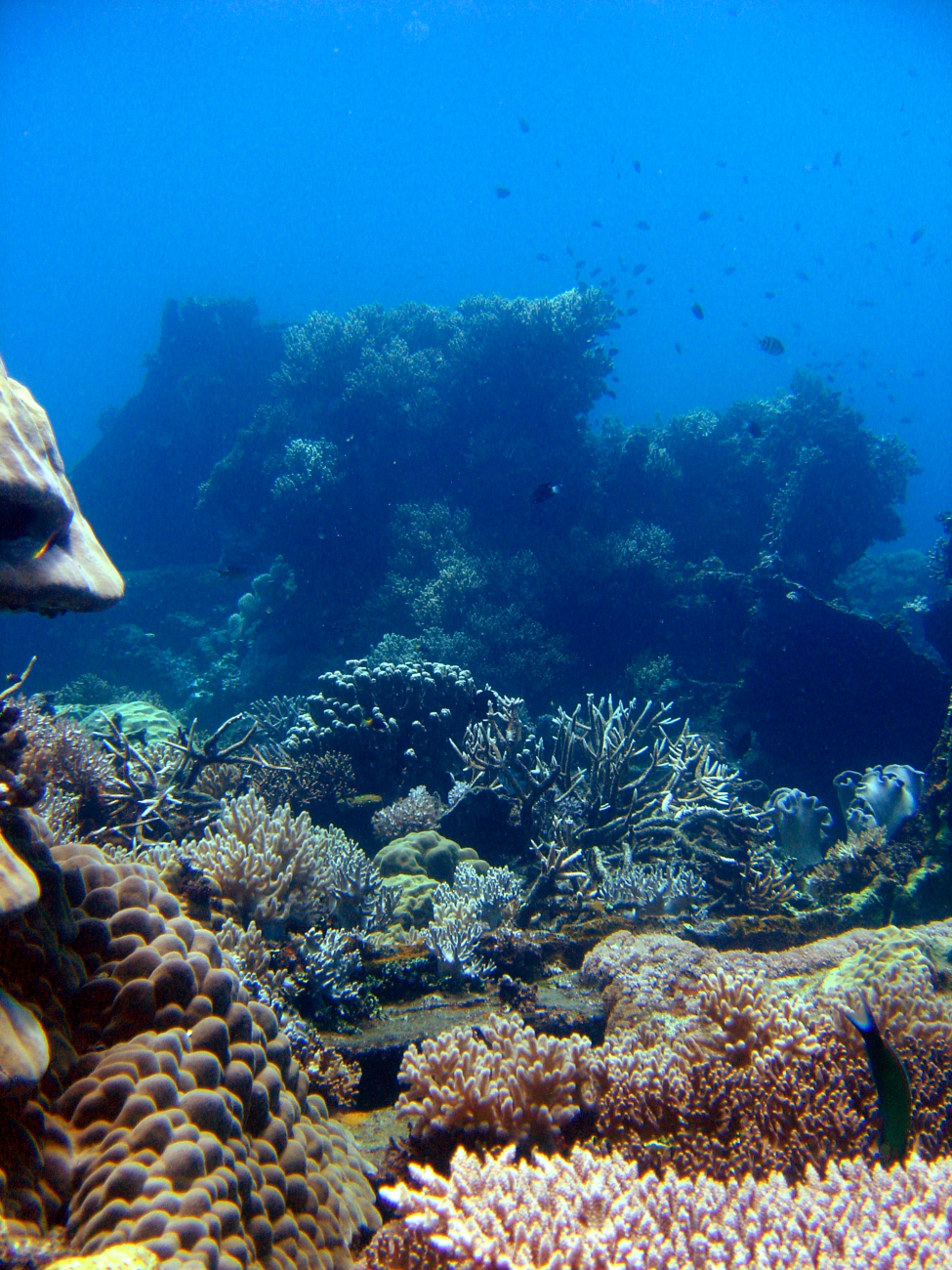 Coral growth on the Hino Maru