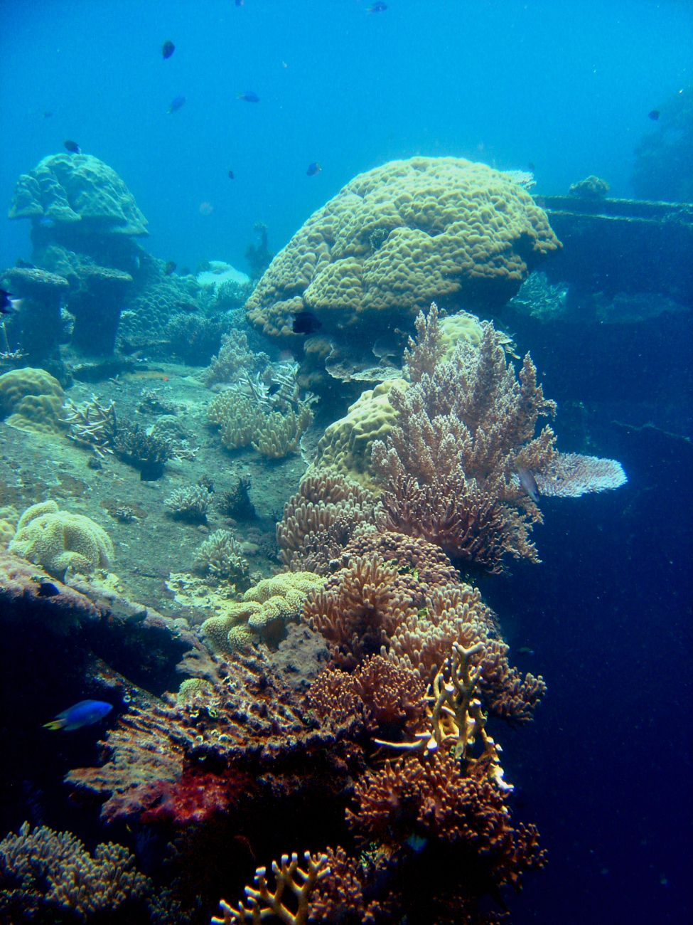 Coral growth on the Hino Maru