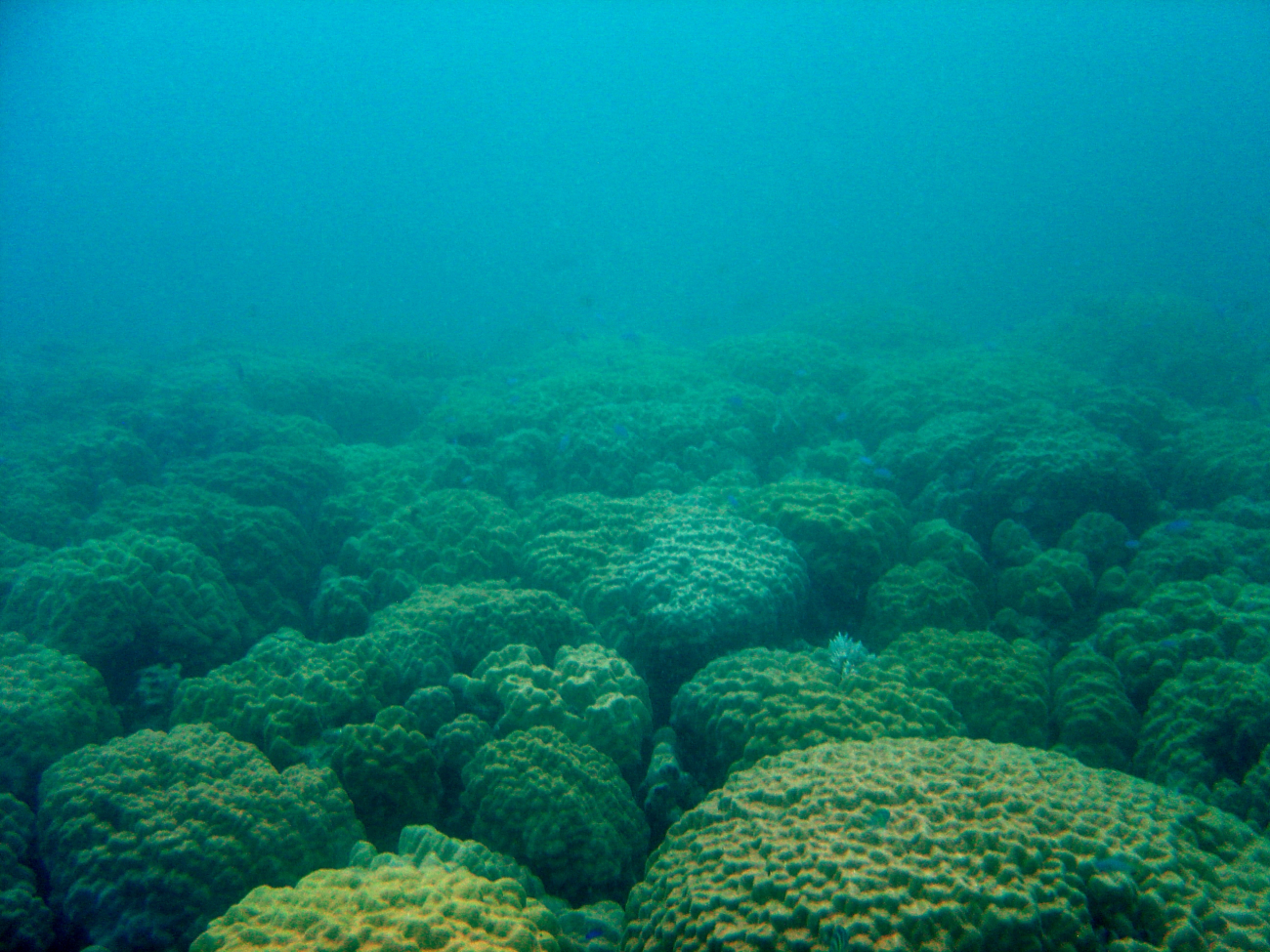 Coral growth on the Hoyo Maru