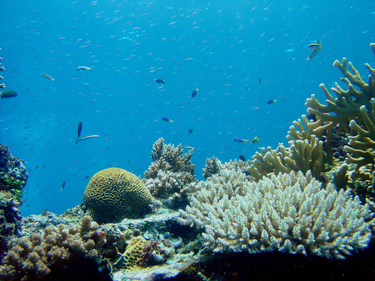 Coral growth on Sankisan Maru