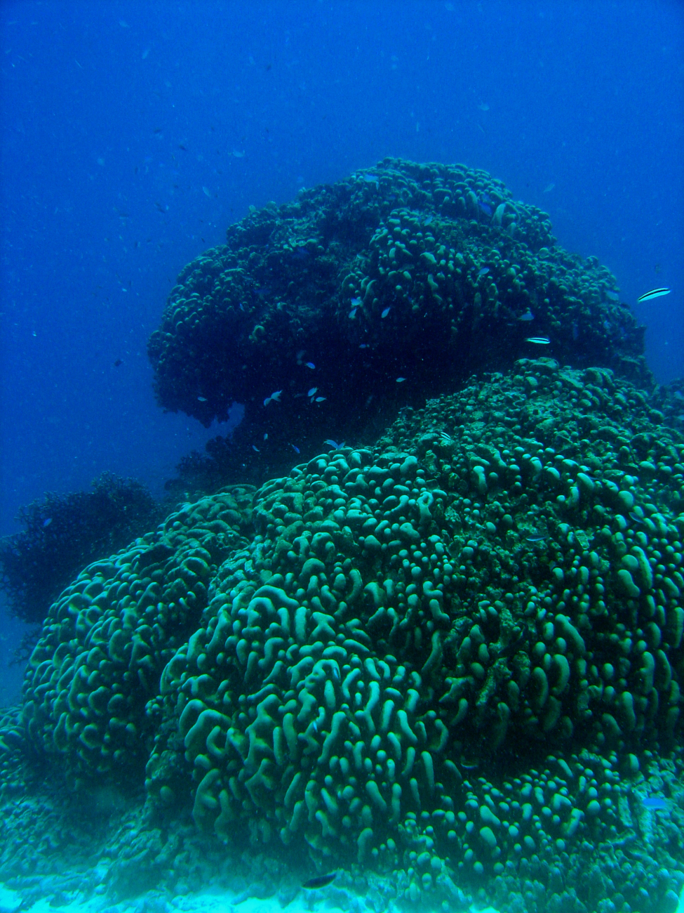 Coral head in Chuuk Lagoon