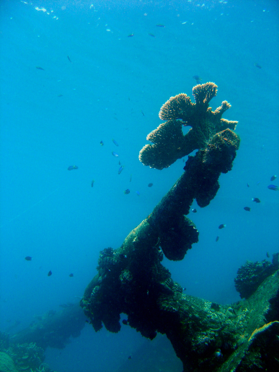 Coral encrusted gun on Hino Maru