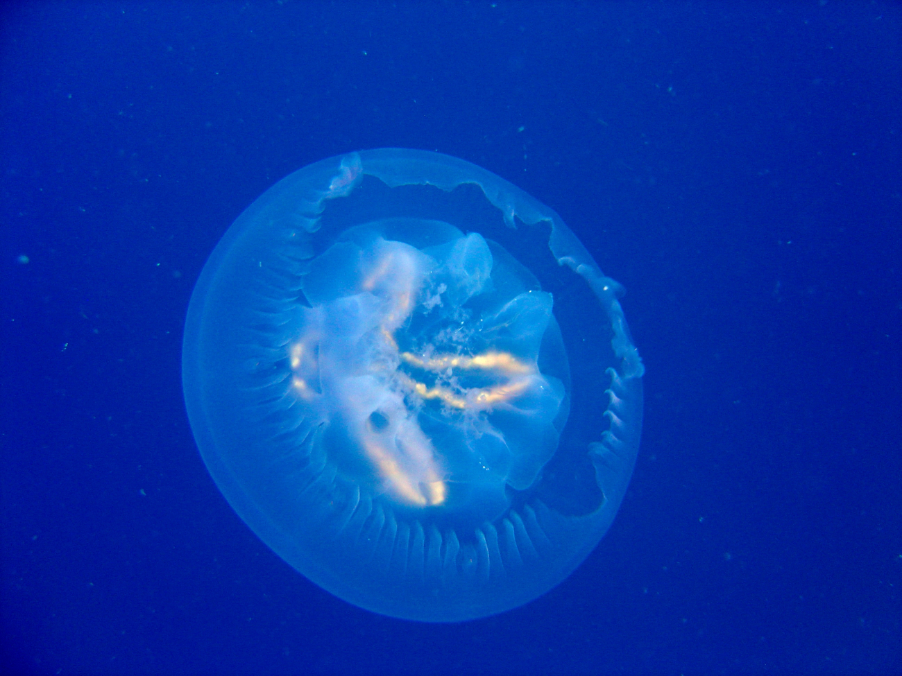 Jellyfish on Fumitsuki Maru