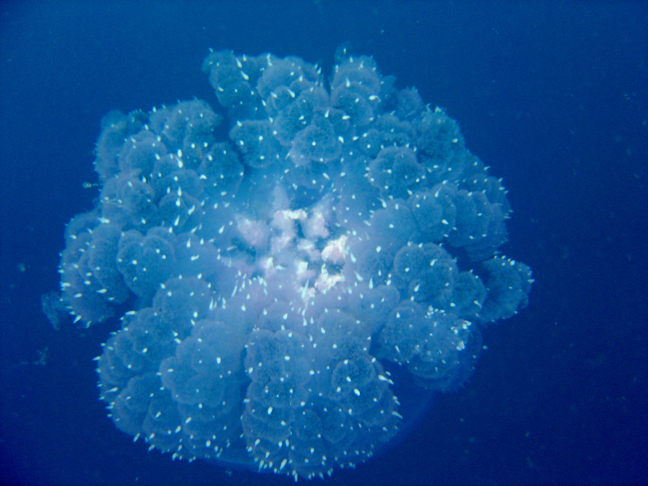 Jellyfish on Shinkoku Maru