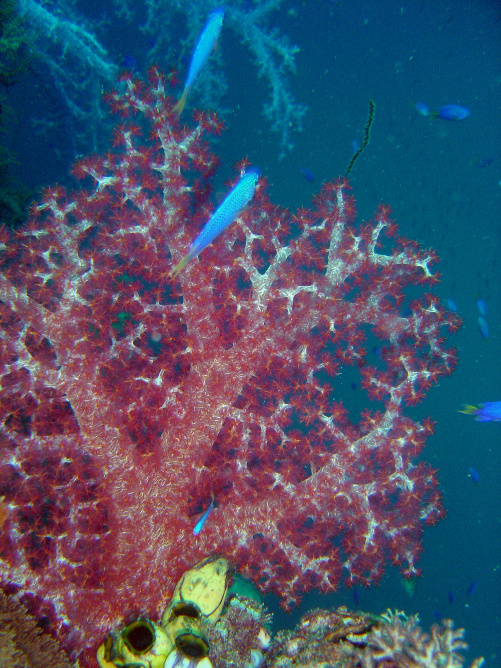 Divaricate tree coral (Dendronephthya (Roxasia) sp