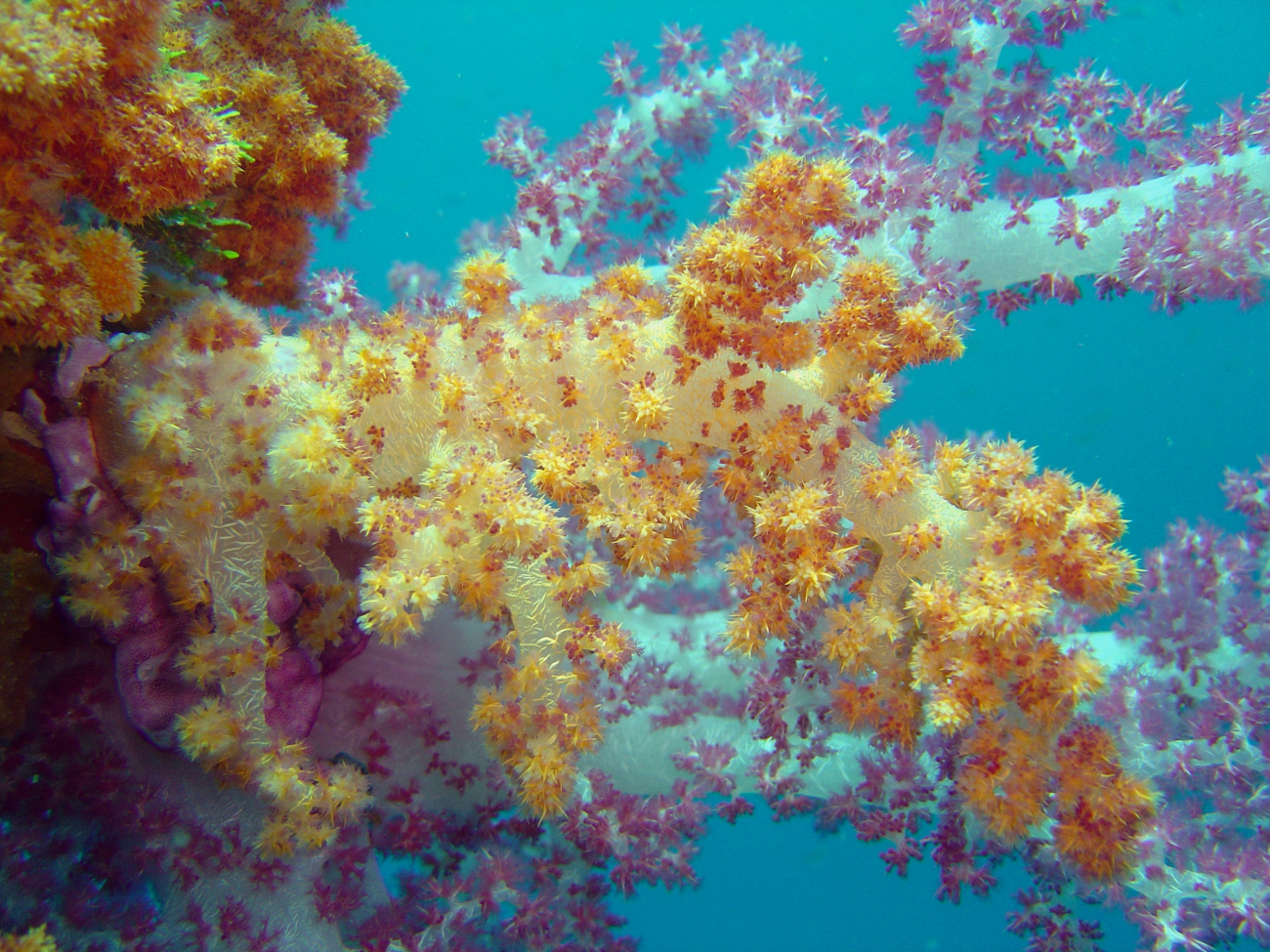 Soft coral on Sankisan Maru