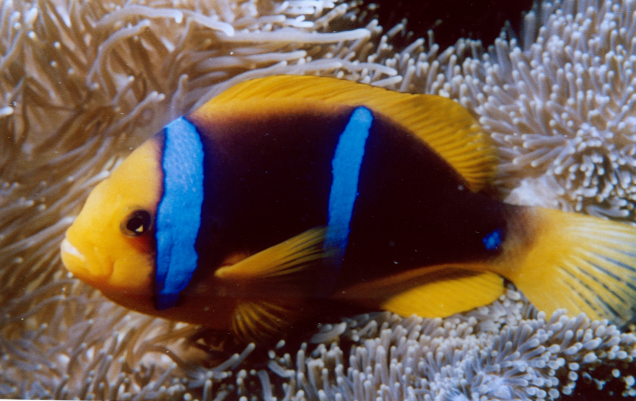 Orange-fin anemonefish (Amphiprion chrysopterus)