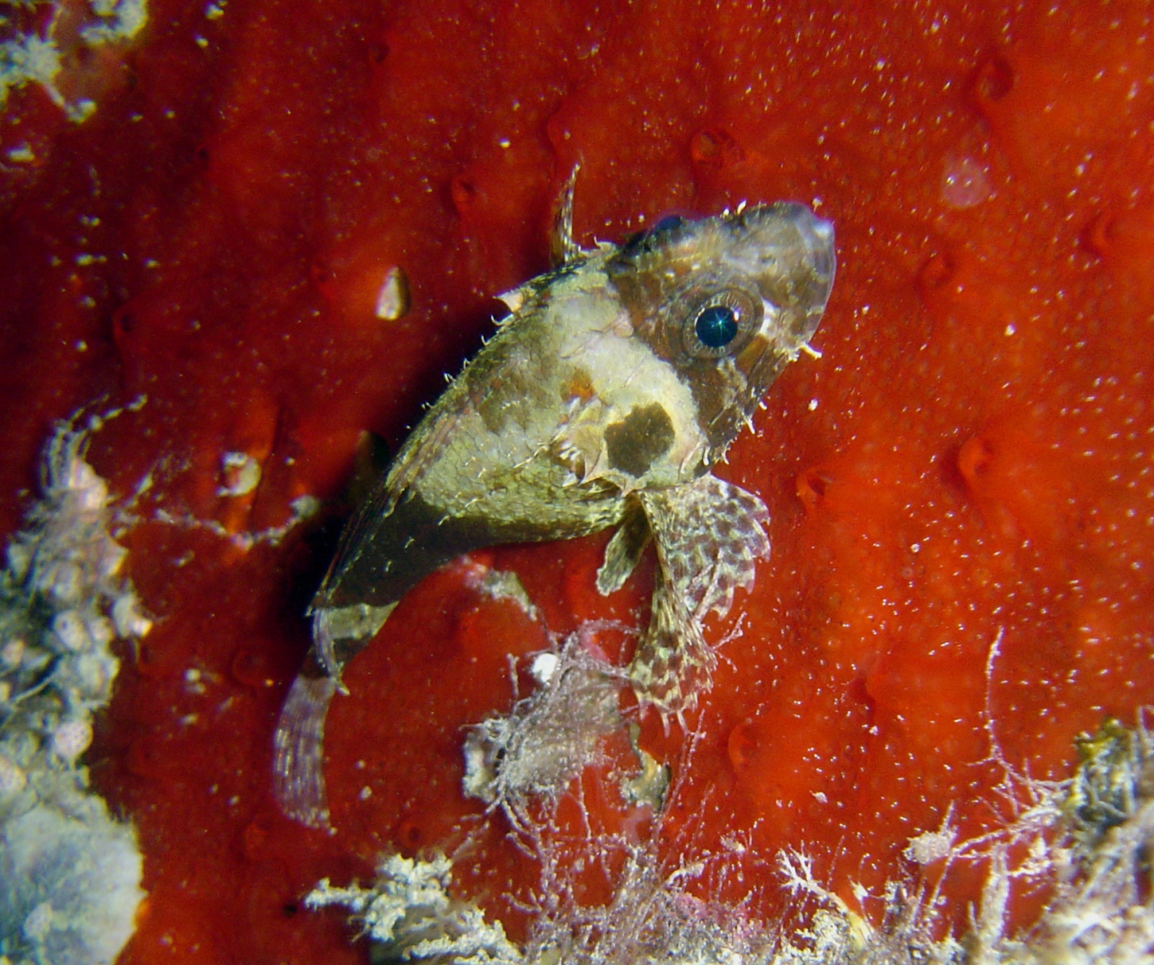Small scorpionfish?
