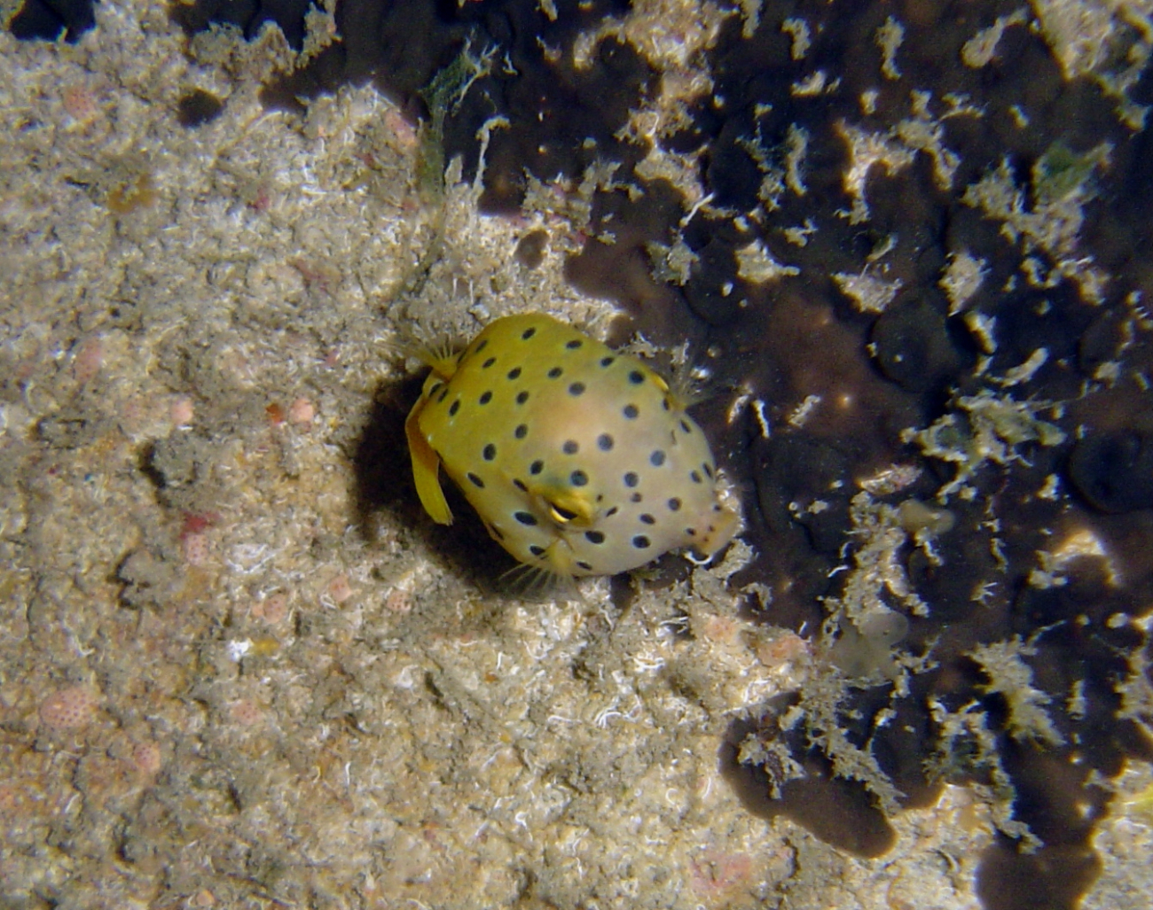 Juvenile yellow boxfish