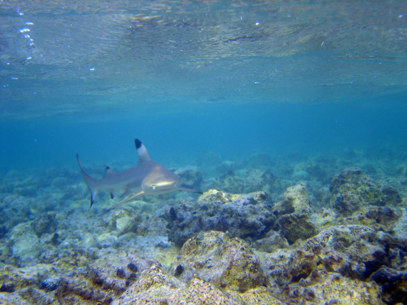Blacktip reef shark (Carcharhinus melanopterus)