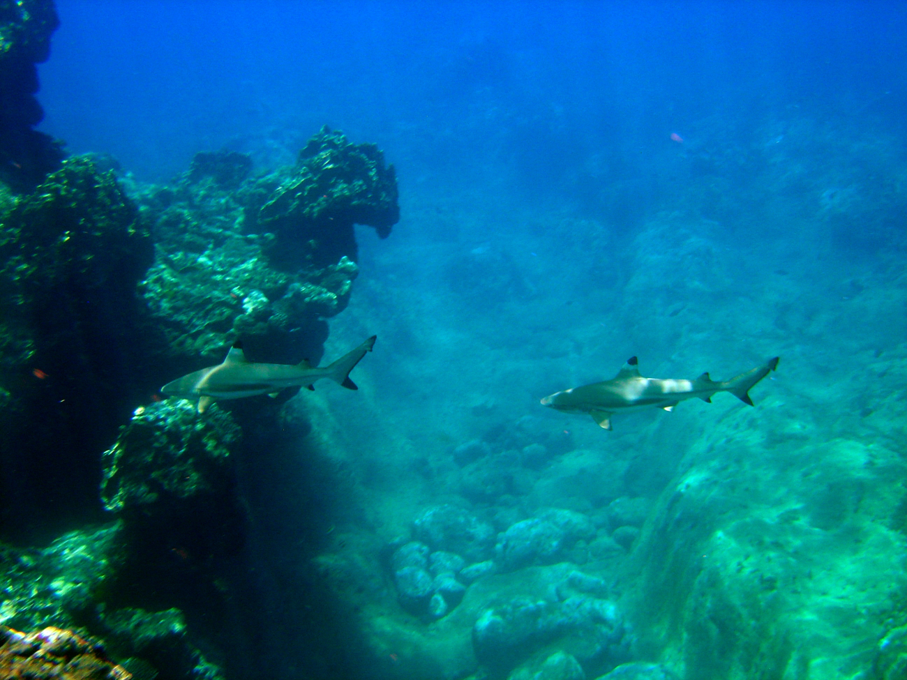 Blacktip reef sharks ( Carcharhinus melanopterus)