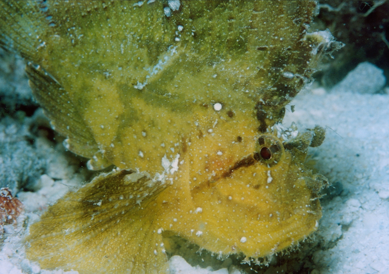 Leaf scorpionfish - yellow variation (Taenianotus triacanthus)
