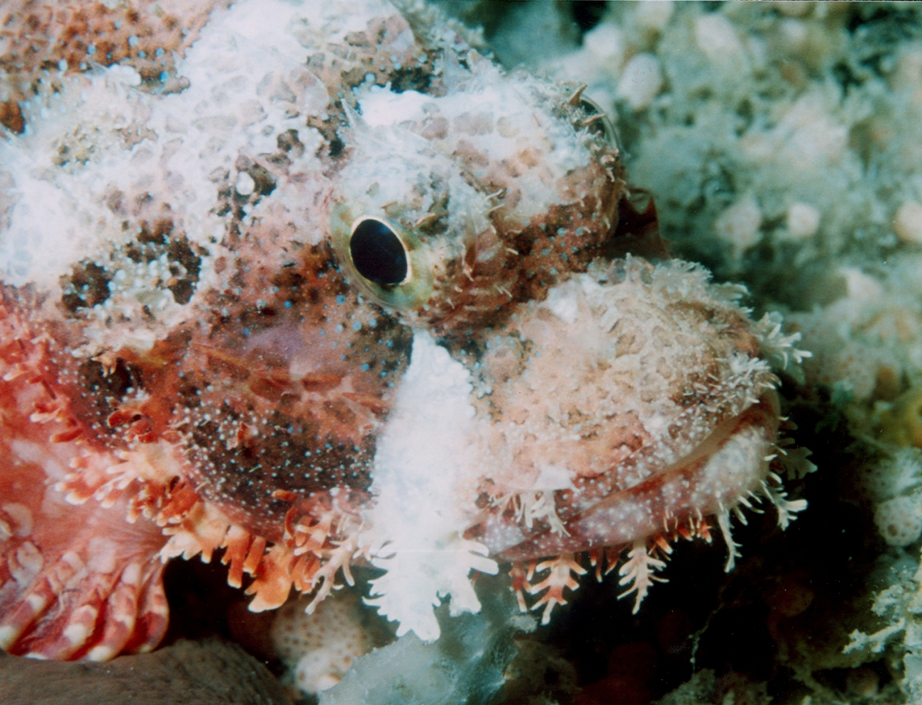 Barchin scorpionfish (Sebastapistes strongia)