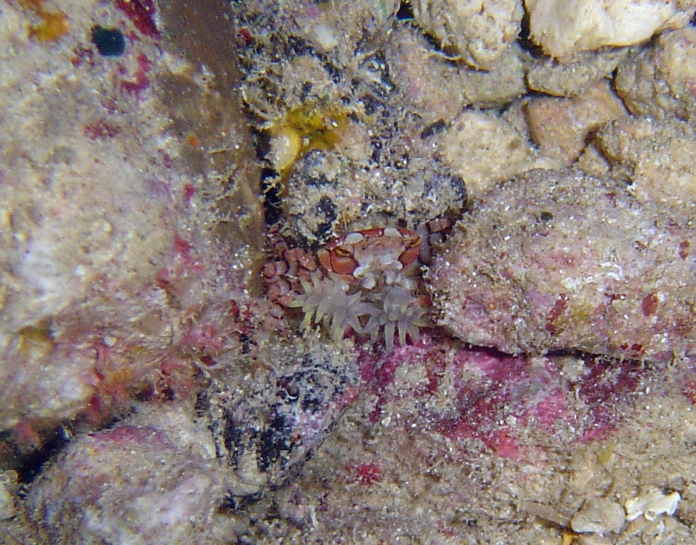Pompon crab (Lybia edmondsoni)