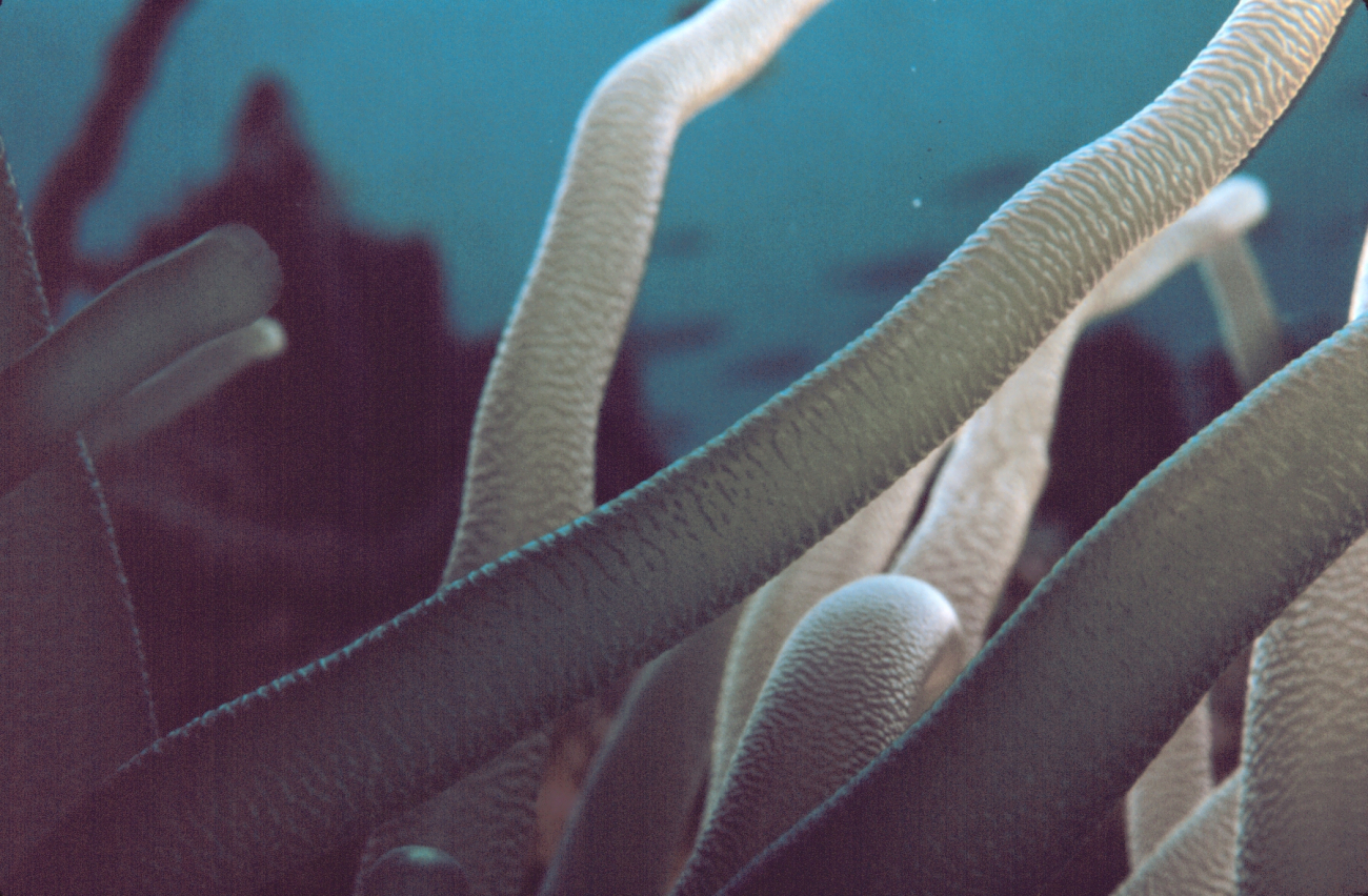 Anemone tentacles