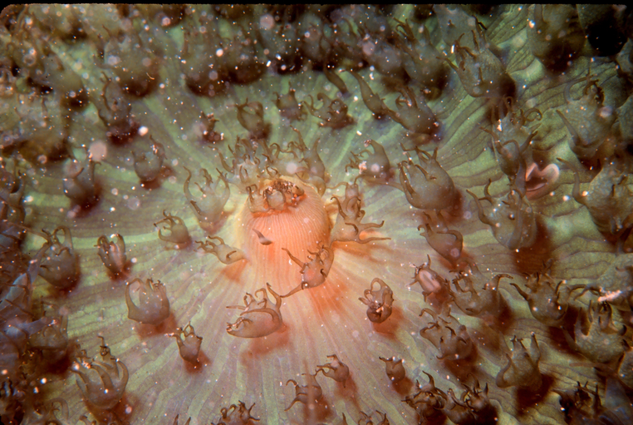 Coral polyps extended?