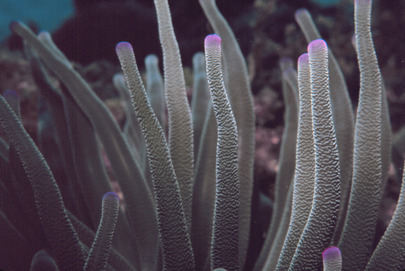 Pink-tipped anemone (Condylactis gigantean)