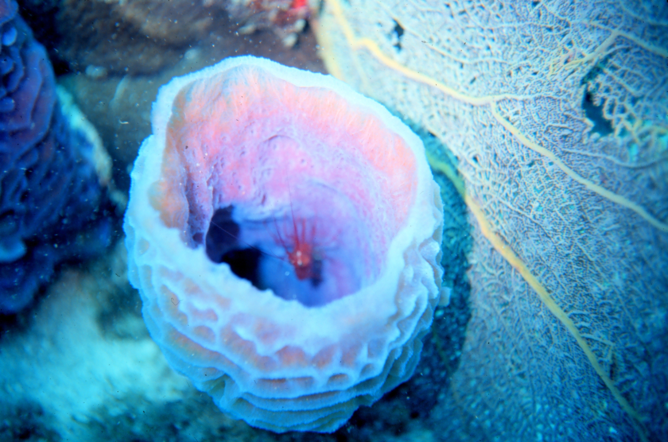 A pink vase sponge with a squat lobster in the interior