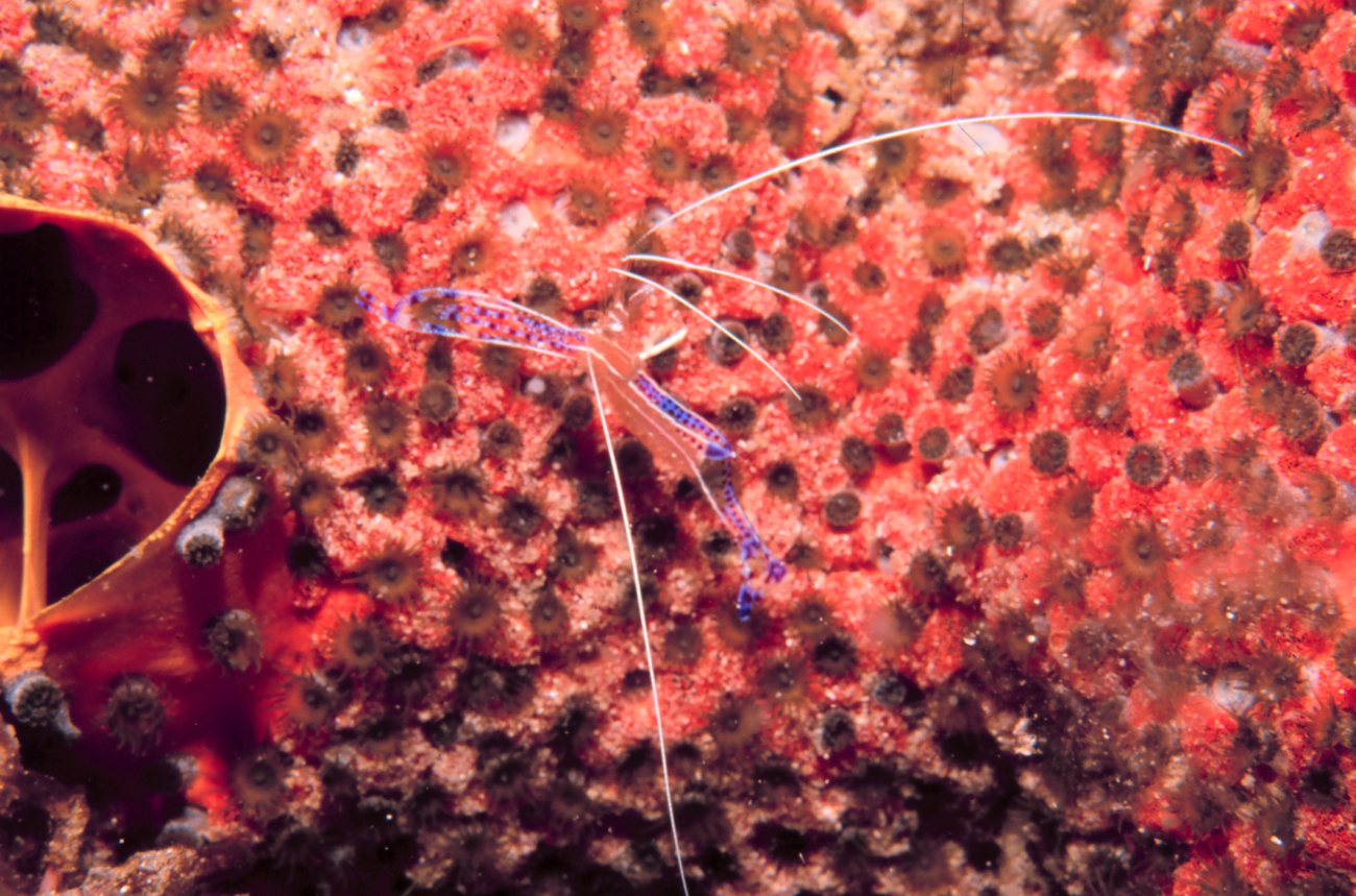 Pedersen's cleaner shrimp ( Periclemenes pedersoni)