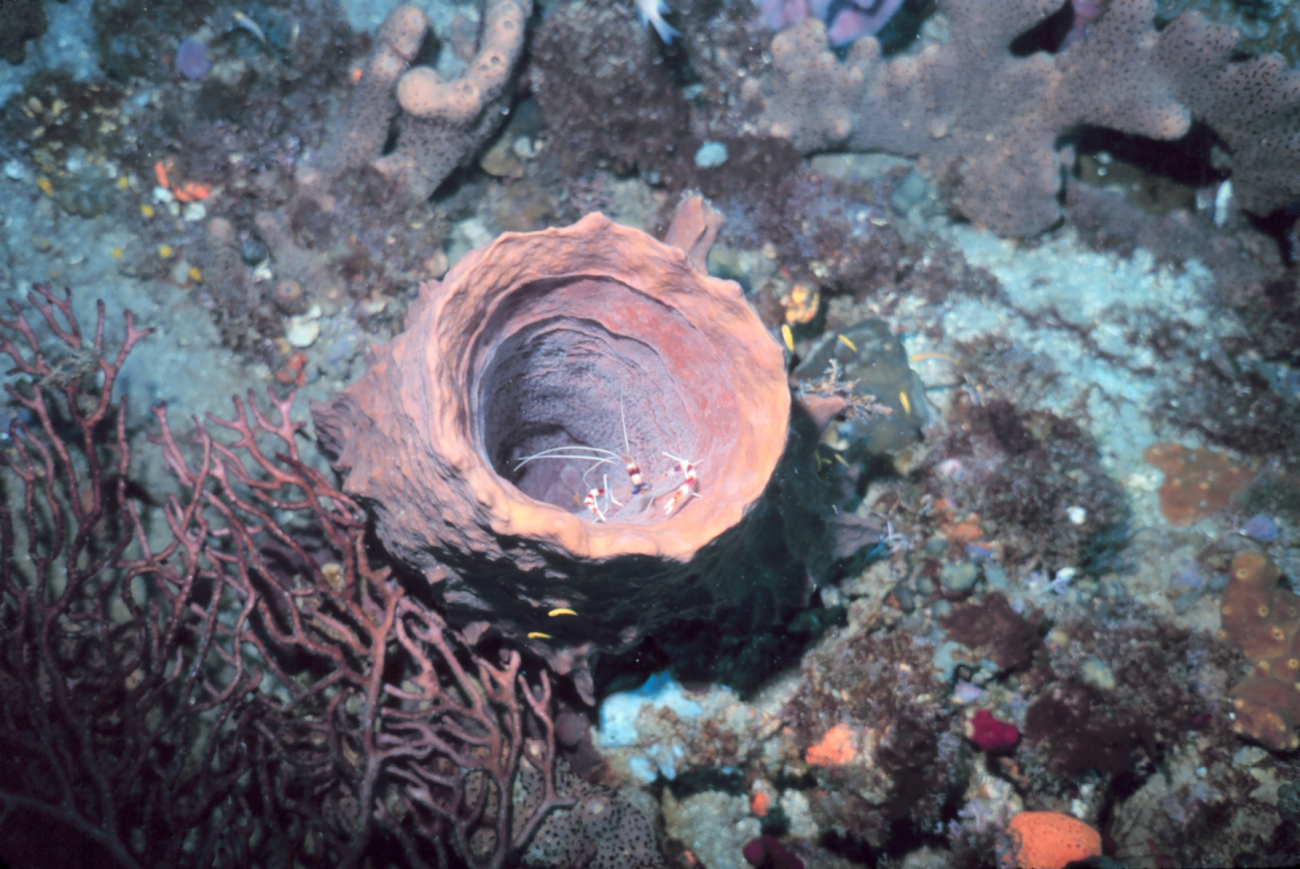 A barrel sponge with banded coral shrimp (Stenopus hispidus)