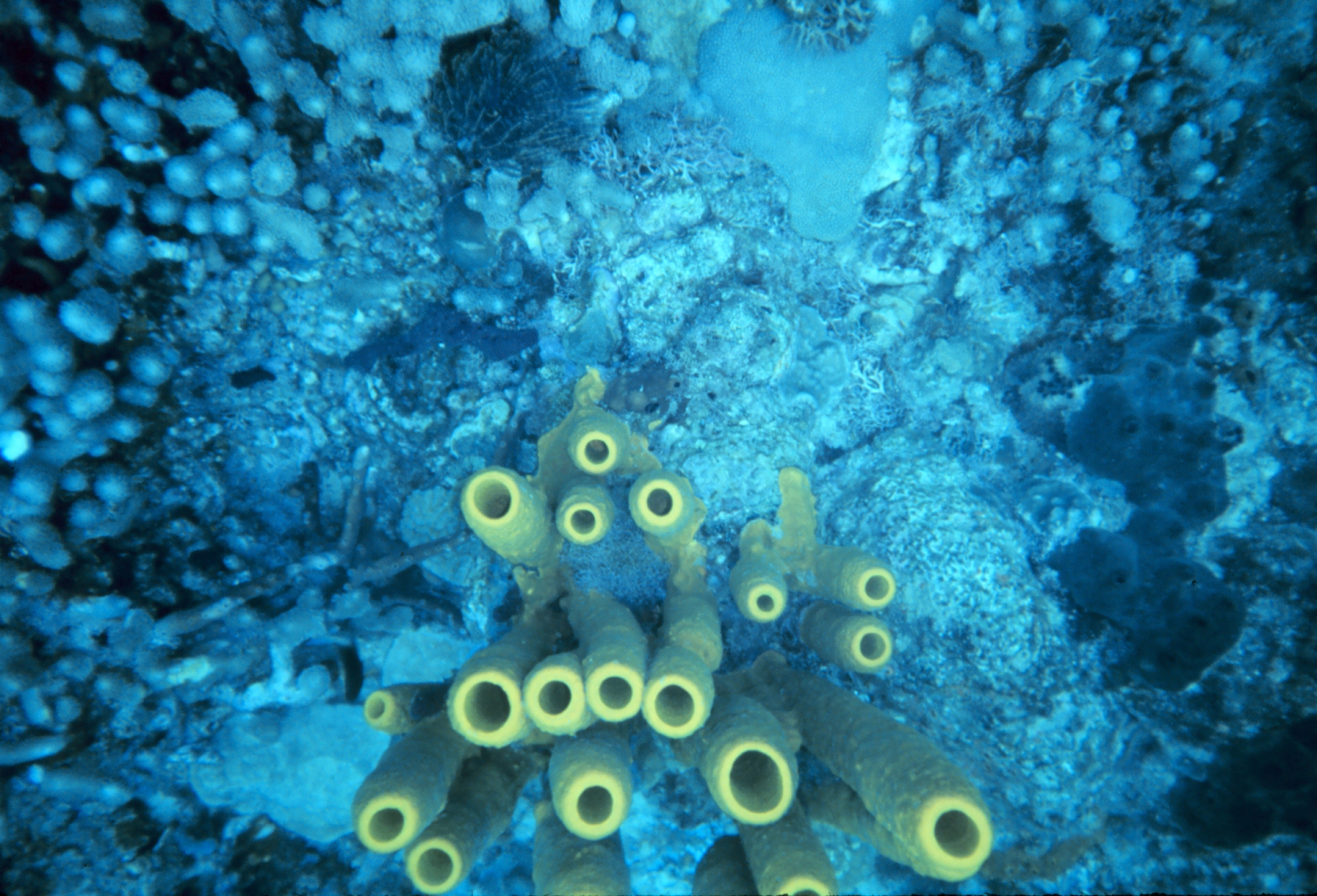 Yellow tube sponge (Aplysina fistularis)