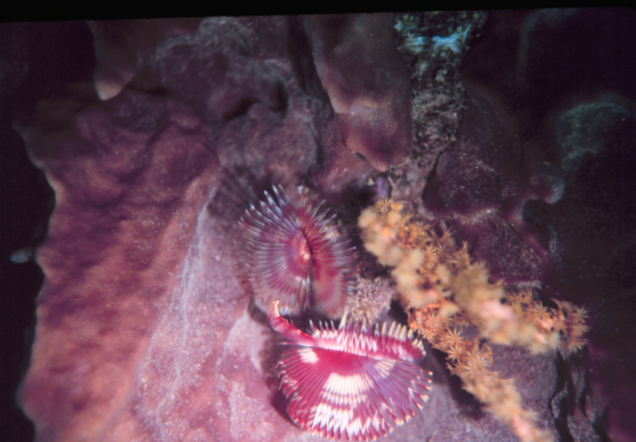 Sabellid feather duster worms