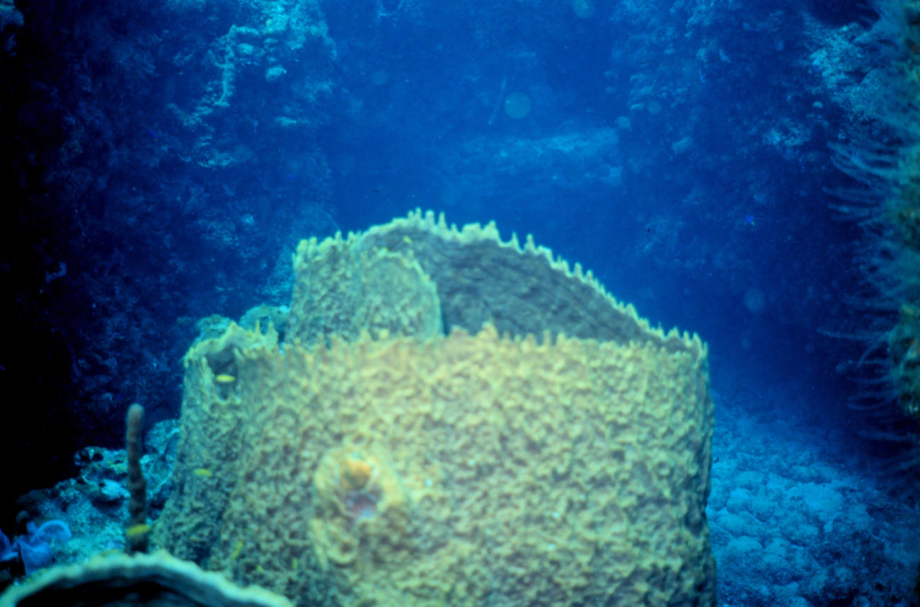 A yellow vase sponge