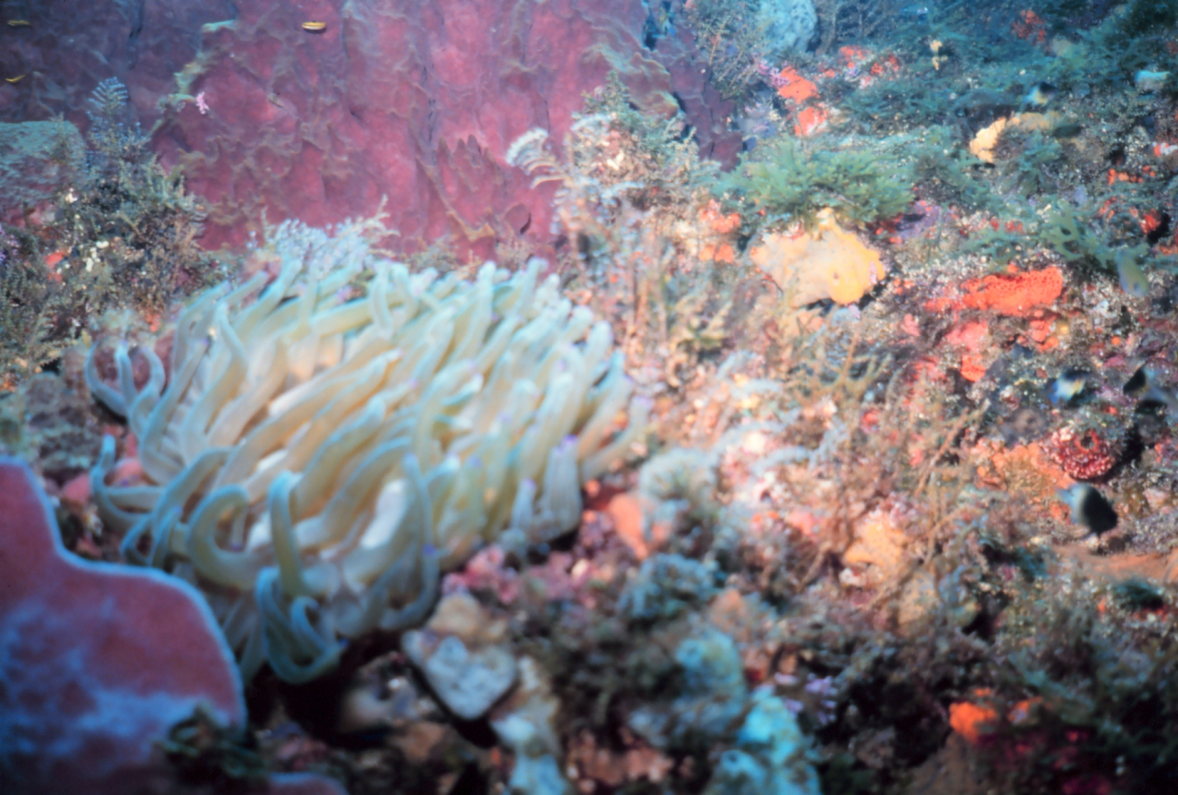 A reef scene with a large anemone in the left foreground