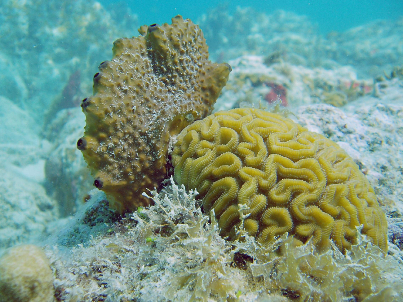 Brain coral and pan pipe sponge
